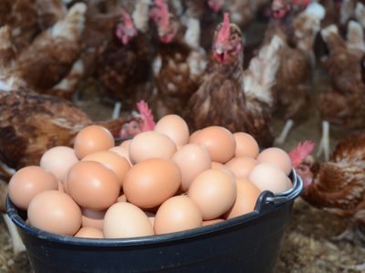 Produção de ovos cresce em Santa Catarina e fortalece atividade no agro